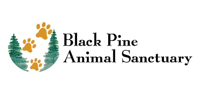 Black Pine Logo